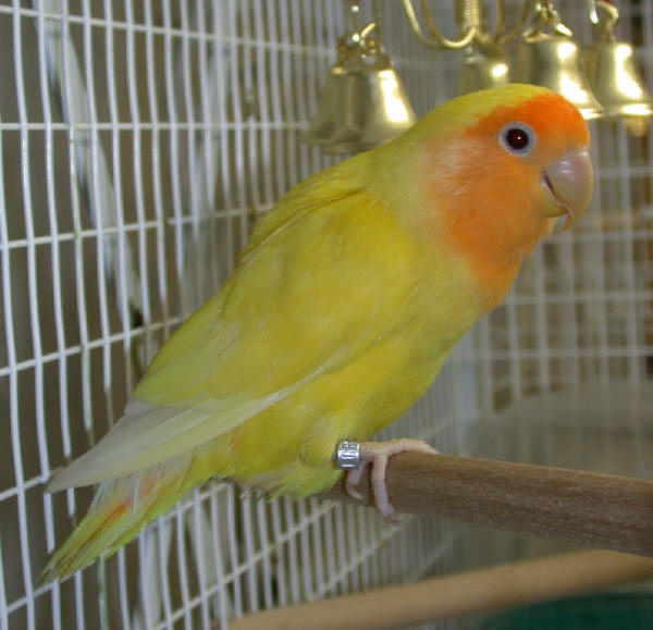 lutino peach faced lovebird